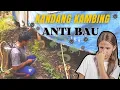 Download Lagu CARA MENGHILANGKAN BAU DI KANDANG KAMBING‼️