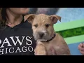 Adopt-A-Pet PAWS Chicago