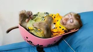 Monkey Kaka is sleeping on Mom's helmet, so cute!