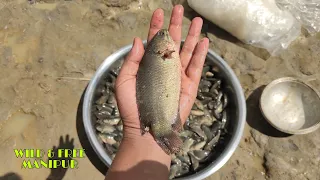 Download Ukabi (Anabas testudineus) Fish Farming at Komdompokpi, Manipur | Catched by Net \u0026 Ready for Used MP3