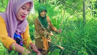 Download Suasana Di Desa Aktivitas Di Kebun, Cari Kayu Cokrek B4k4r Di Suasana Kampung Pedesaan Sunda Garut MP3