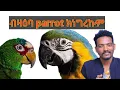 Lagu ልዕሊ 350 ዓይነት parrot እዮም ዘለዉ #tigrinya#duet #eritreanmoviie #gerhin #habesha #tigray 
