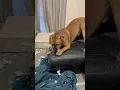 Download Lagu Boerboel Vs Een sterk kauwspeeltje wel