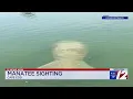 Manatee spotted in Cape Cod for first time in almost a decade