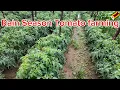Lagu Tomato farming in Zimbabwe.Open field farming.How to grow tomatoes in rain season.Horticulture.Agro