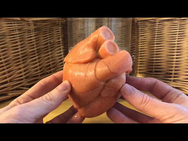 Anatomical Heart Puzzle video thumbnail