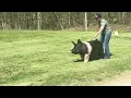 Hampshire Boar Trooper