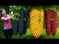 Download Lagu Harvesting 1000Kg Black Grapes \u0026 Go to Market Sell | Black Grapes Wine | Black Grapes In My Homeland