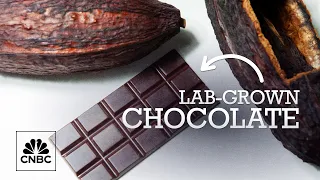 The price of cocoa is soaring could lab-grown chocolate be the answer