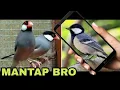 Download Lagu SUARA KICAUAN BURUNG PEMIKAT SEMUA BURUNG 1 JAM (LOVE BIRD)