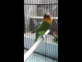 Download Lagu Love bird ngekek 1menit@Agasi Sragen