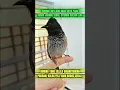 Download Lagu pancingan suara burung kutilang liar #kicauburunglovebird #burung #mangkicauoffecial #kicaumania