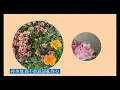 羅嘉良   准我留下【TVB 劇集 ‘創世紀’ 1999】【作詞：李敏】【作曲：中村幸代】【編曲：杜自持】【動態歌詞】