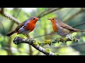 Lagu Birds Chirping - Forest Ambience for Deep Sleep \u0026 Focus | Peaceful Nature Sounds