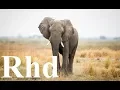 Download Great Elephant, Nature 2018 HD Documentary. mp4 3gp mp3 videos - waplic