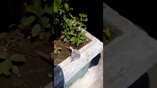 ghar ke ander letring me aaye sheshnaag ko sapera dwara pakda gaya 
