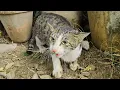 Download Lagu She Lost Her Kittens Once… Now She's a Protective Mama Keeping Them Safe and Loved