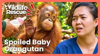 Spoiled Baby Orangutan Learns To Adapt To Life In The Wild | Orangutan Jungle School