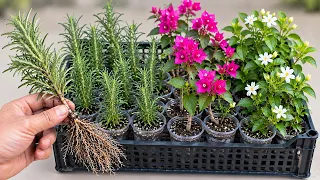 استحالة تفشل فى تجذير اى غصن مهما كان صعب بهذة الطريقة الخرافية🌿