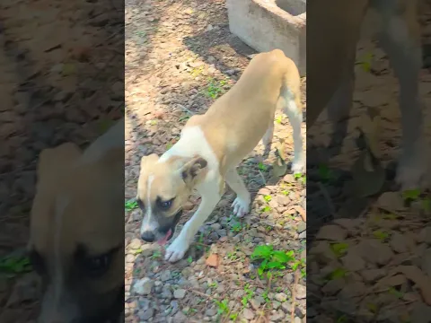 #shortvideo #lindo #perrito #beutifull #short #perros #adorable