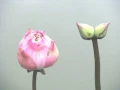 รักต้องตอบด้วยรัก ( Rak Tong Tob Duay Rak ) Chatree - Thai Song 80's