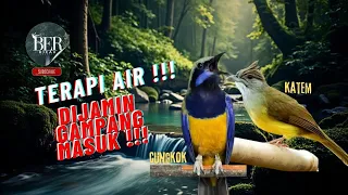 cungkok kapas tembak masteran kombinasi terapi air