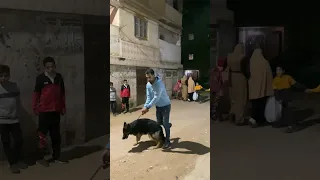 بولا عضت اللمبي 