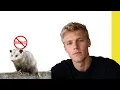 do possums have rabies to dogs