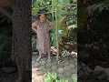 Download Lagu Papa mama bercocok tanam pisang berhasil 12 Pisang ambrol karena terlalu matang dipohon