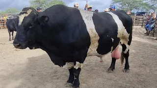 Feira de gado em cachoeirinha-Pe 27-02-2025 só gado de luxo