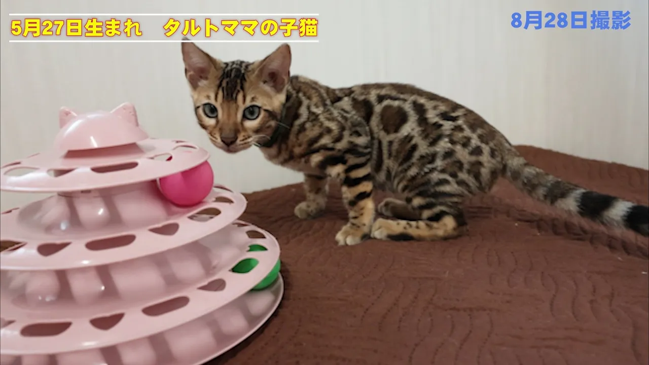 動画