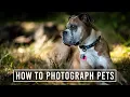 How to Photograph Your Pets Pet Photography Tips