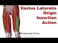 Vastus Lateralis Anatomy Origin Insertion Action