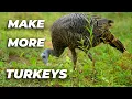 Managing old fields for turkey Ep 155