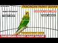 Download Lagu PARKIT GACOR ! FULL ISIAN TEMBAK BESET CRECET ROLL UNTUK MASTERAN MURAI CUCAK IJO ANIS KACER CENDET