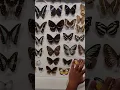 Download Lagu kupu2 #kupukupu #buterfly #butterflies #animal #bug