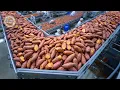 Download Lagu Hoe 2,5 miljoen pond zoete aardappelen worden verwerkt in een fabriek