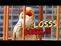 Download Lagu 🔴Branjangan gacor dorr‼️ paruh sobek2