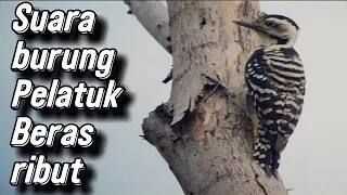 suara pelatuk beras ribut suara pikat pelatuk beras