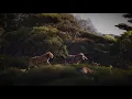 Billy Eichner, Seth Rogen, JD McCrary & Donald Glover - Hakuna Matata HQ (The Lion King)