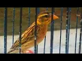 Download Lagu Kicau manyar kembang untuk pancingan burung bahan