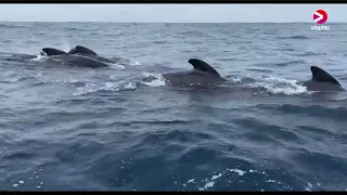 17 Mar 2023  Film Trailer