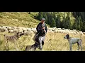 Download Lagu CIOBANUL NICUSOR LA 22 DE ANI IN TRANSHUMANTA - URSUL A RUPT UN VITEL LANGA MANASTIREA ALINA !