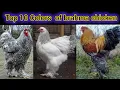 Top 10 colors of Brahma chicken breed brahma chicken farming biggest brahma rooster