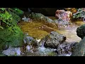 Download Lagu Suara Air Mengalir Di Dalam Hutan Membuat Tubuh Tenang \u0026 Rileks