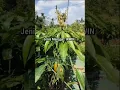 Download Lagu Pohon Mangga Berbunga Berbuah Lebat Dalam Polybag - Tabulampot Mangga #shorts #mangga #shorts_