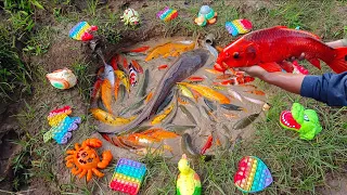 Mancing banyak ikan hias di kolam, ikan lele besar, ikan koi, ikan cupang, ikan mas, ikan besar