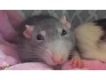 Rescue Rats Are Completely Spoiled