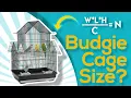 What is the Right Cage s Size for Budgies EQUATION