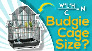 What is the Right Cage s Size for Budgies EQUATION